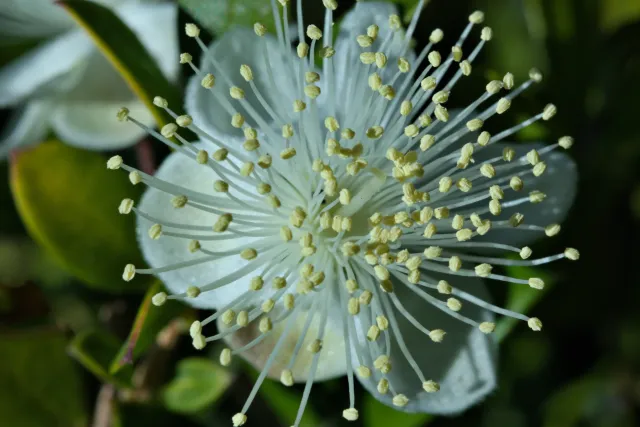 Meyer-Optik Görlitz Primagon 35mm f4.5 (M42) - 00001167.webp