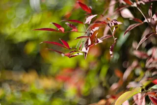 Zenith Helios-77M-4 50mm f1.8 VOMZ (M42) - 00001268.webp