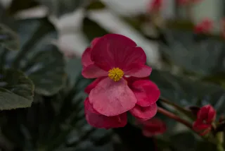 Zenith Helios-77M-4 50mm f1.8 VOMZ (M42) - 00001021.webp