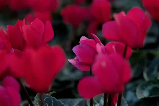 Zenith Helios-77M-4 50mm f1.8 VOMZ (M42) - 00000978.webp