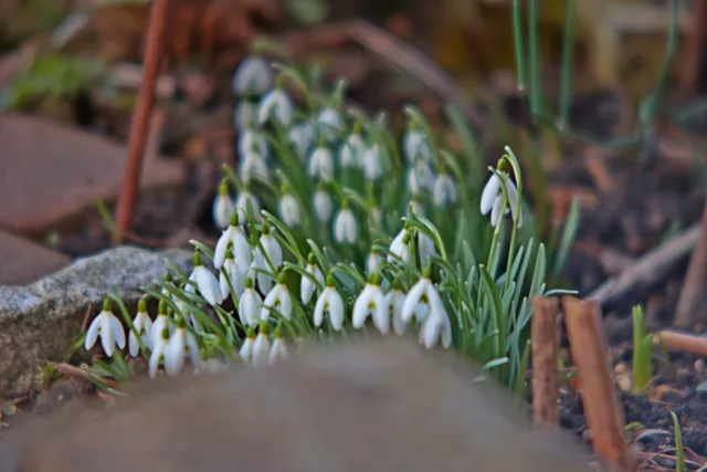 ISCO-Göttingen Isconar 135mm f4 (M42) - 00004971.webp