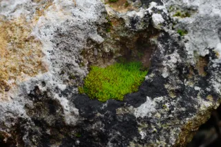 Carl Zeiss Jena DDR Pancolar Electric 50mm f1.8 (M42) - 00004485.webp