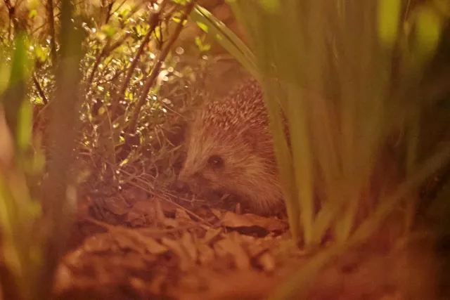 Canon FD 50mm f1.4 SSC (FD) - 00005563.webp