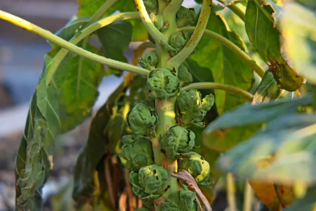 ISCO-Göttingen Isconar 135mm f4 (M42) - 00004968.webp