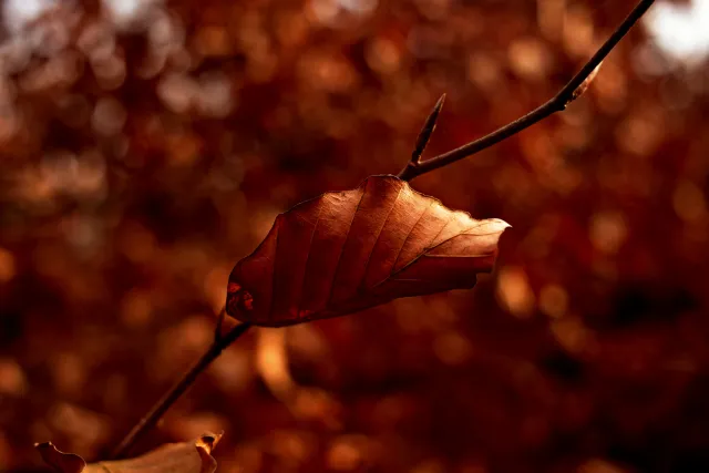 Kilfitt Makro-Kilar D f2.8 40mm (EXA) - 00005321.webp