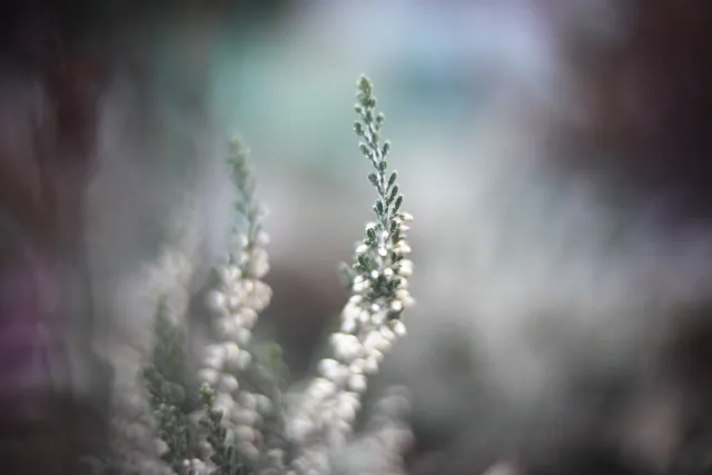 KOWA SUPER PROMINAR-16 50mm f1.2 Eiki 16mm (DIY) - 00002019.webp