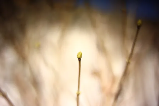 KOWA SUPER PROMINAR-16 50mm f1.2 Eiki 16mm (DIY) - 00002095.webp