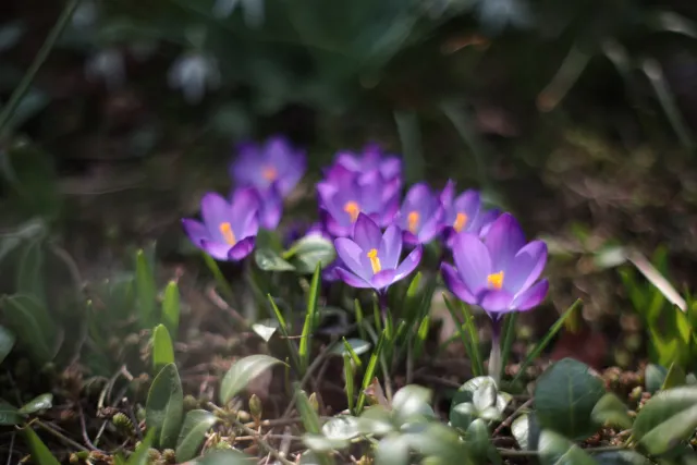 Minolta Rokkor 50mm f1.4 (Minolta MD) - 00005245.webp