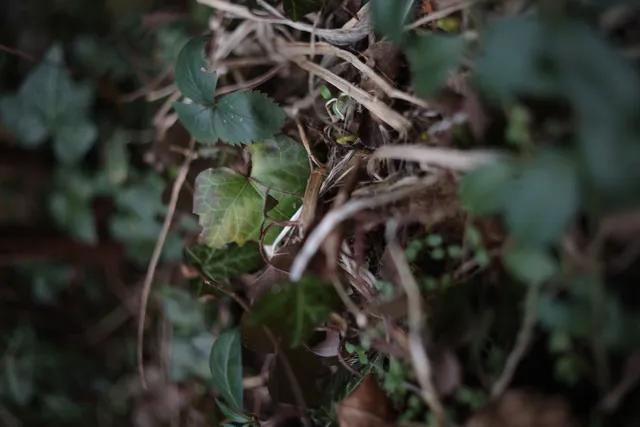 Yashica Lens DSB 55mm f2 (CY) - 00005222.webp