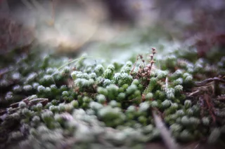 KOWA SUPER PROMINAR-16 50mm f1.2 Eiki 16mm (DIY) - 00001964.webp