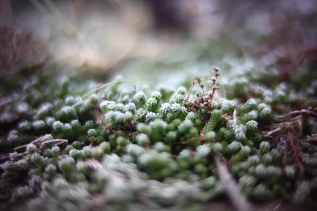 KOWA SUPER PROMINAR-16 50mm f1.2 Eiki 16mm (DIY) - 00001964.webp