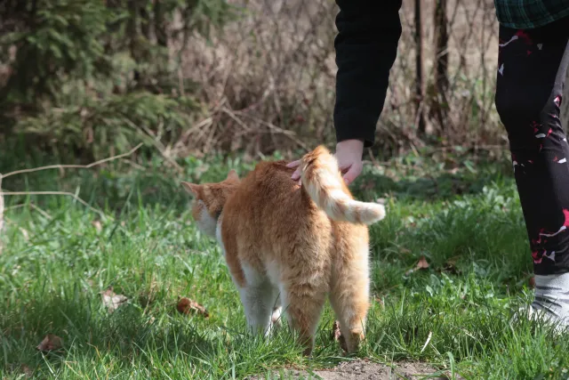 Vivitar Series 1 70-210mm f3.5 VMC V2 (Olympus OM) - 00005439.webp