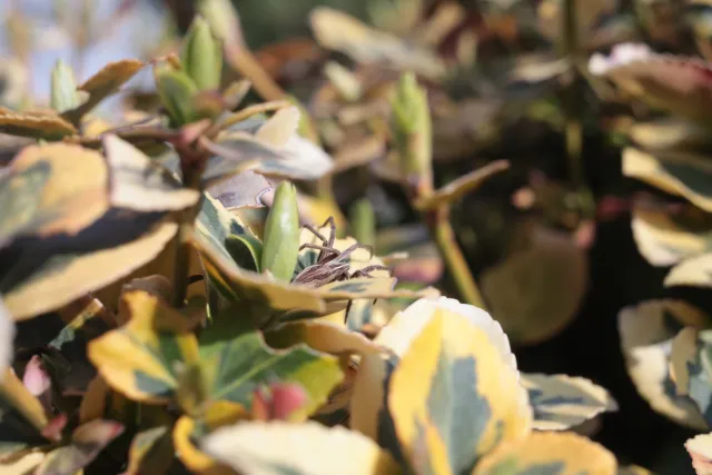 Kilfitt Makro-Kilar D f2.8 40mm (EXA) - 00005293.webp