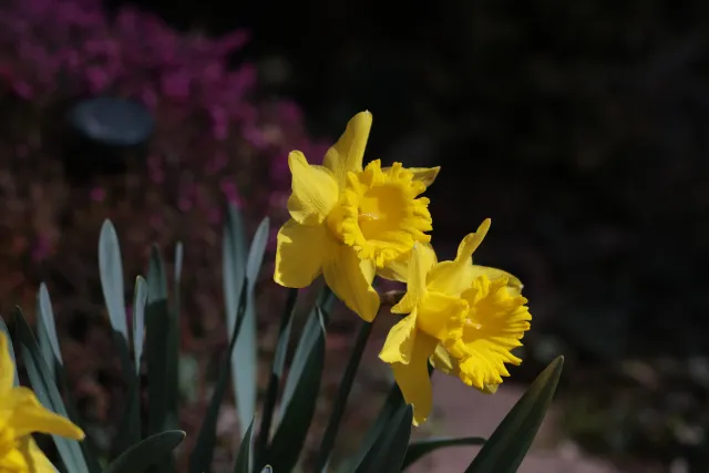 SMC Pentax-A 50mm f1.7 (Pentax-K) - 00005694.webp