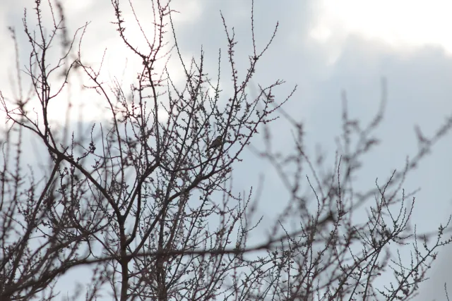 Canon Lens FD 135mm f2.5 S.C. (FD) - 00005261.webp