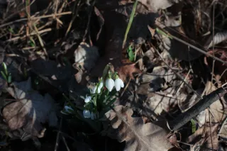 Minolta Rokkor 50mm f1.4 (Minolta MD) - 00004791.webp