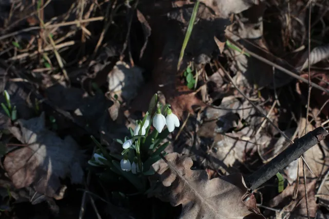 Minolta Rokkor 50mm f1.4 (Minolta MD) - 00004791.webp