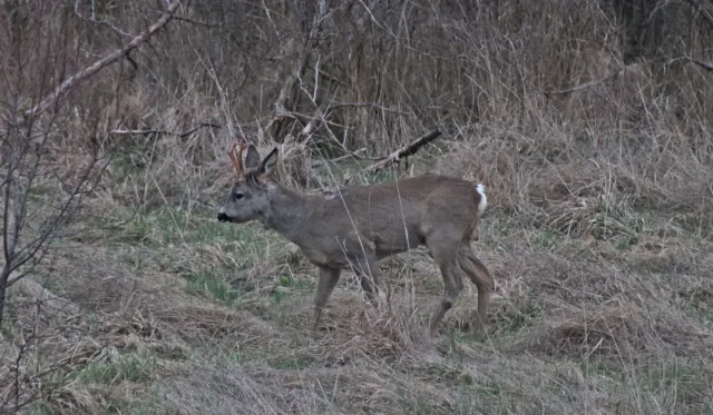 Sigma 400mm f5.6 APO (Nikon AF) - 00005495.webp