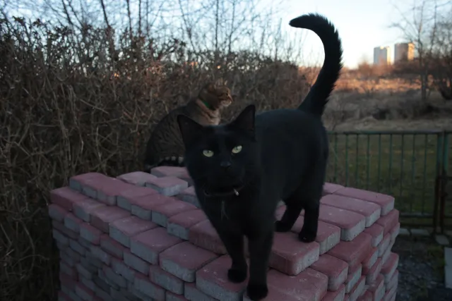 Yashica Lens ML 28mm f2.8 (CY) - 00004947.webp