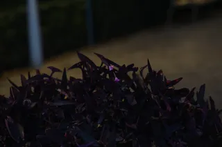 Osawa 135mm f2.8 (Minolta MD) - 00002812.webp