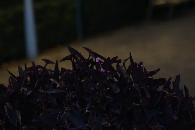 Osawa 135mm f2.8 (Minolta MD) - 00002812.webp