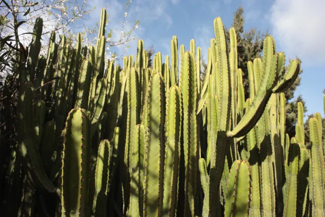 Carl Zeiss Flektogon f4 20mm (m42).md - 00003915.webp