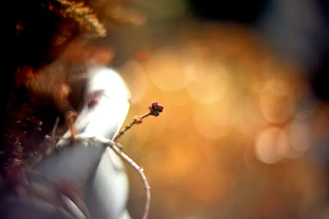 KOWA SUPER PROMINAR-16 50mm f1.2 Eiki 16mm (DIY) - 00002084.webp