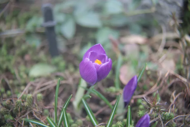 Kiron 35-135mm f3.5-4.5 Macro 1-4 MC (Pentax-K) - 00005064.webp