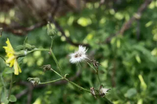 Carl Zeiss Jena DDR Pancolar Electric 50mm f1.8 (M42) - 00004468.webp