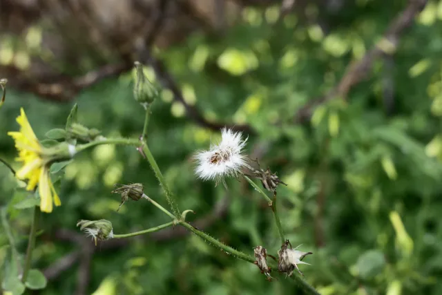 Carl Zeiss Jena DDR Pancolar Electric 50mm f1.8 (M42) - 00004468.webp