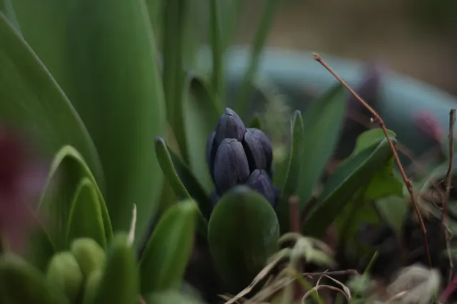 Kilfitt Makro-Kilar D f2.8 40mm (EXA) - 00005308.webp