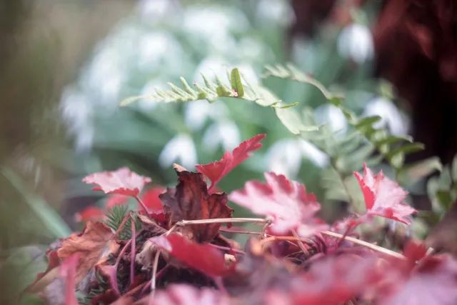 Helios 44-2 (M42) - 00005114.webp