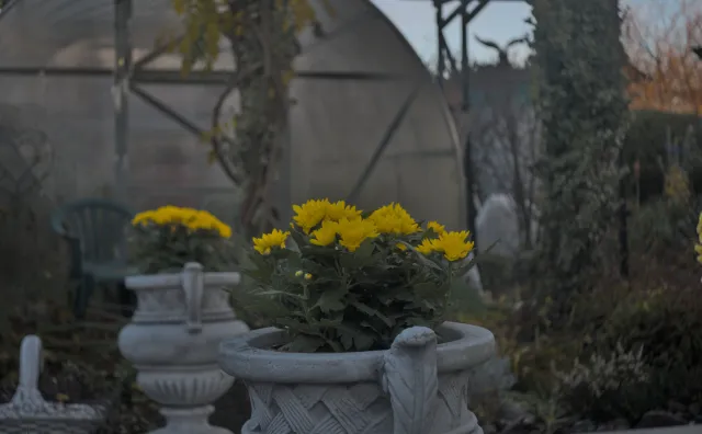 Meyer-Optik Görlitz Primagon 35mm f4.5 (M42) - 00000045.webp