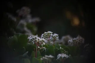 Simplex Ampro Ltd 2.5cala (63.5mm) f1.8 16mm (DIY) - 00003143.webp