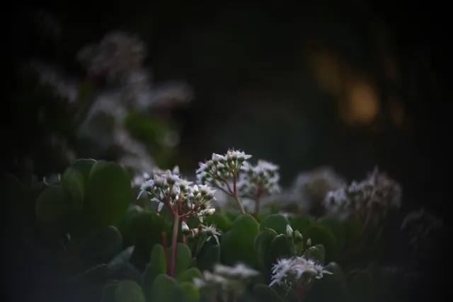 Simplex Ampro Ltd 2.5cala (63.5mm) f1.8 16mm (DIY) - 00003143.webp