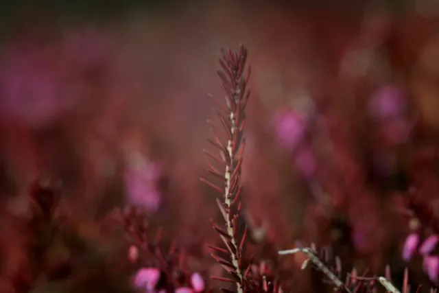 Carl Zeiss Jena DDR MC Sonnar 135mm f3.5 (M42) - 00005168.webp