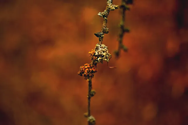 Kilfitt Makro-Kilar D f2.8 40mm (EXA) - 00005322.webp