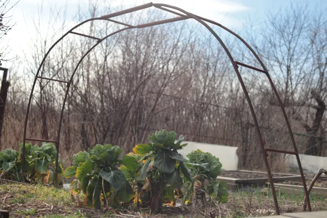 Fujinon 55mm f2.2 (M42) - 00005091.webp