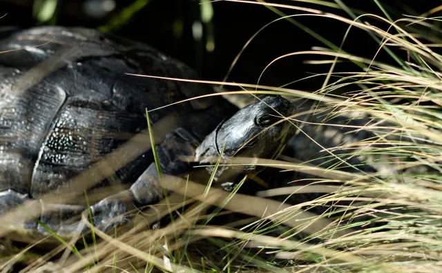 Zenith Helios-77M-4 50mm f1.8 VOMZ (M42) - 00001094.webp