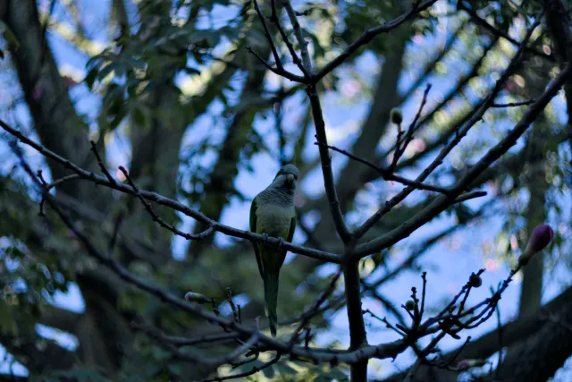 Zenith Helios-77M-4 50mm f1.8 VOMZ (M42) - 00000189.webp