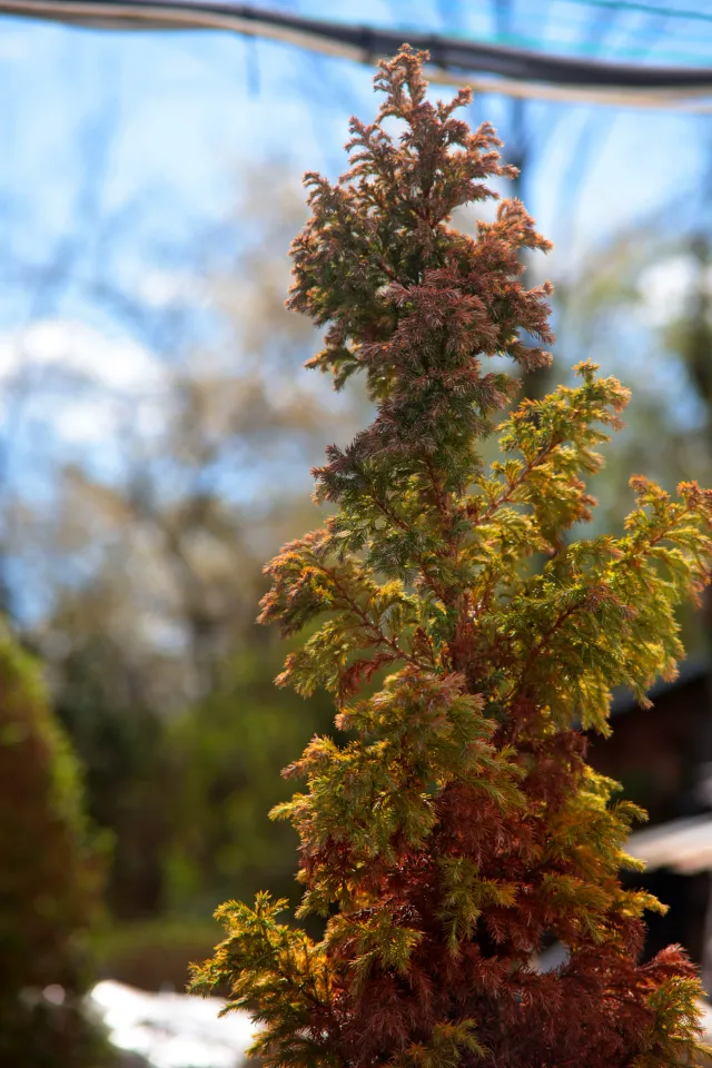 SMC Pentax 45-125mm f4 (Pentax-K) - 00005697.webp