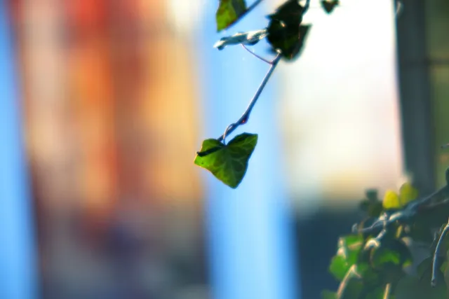 ISCO-Göttingen Isconar 135mm f4 (M42) - 00004970.webp