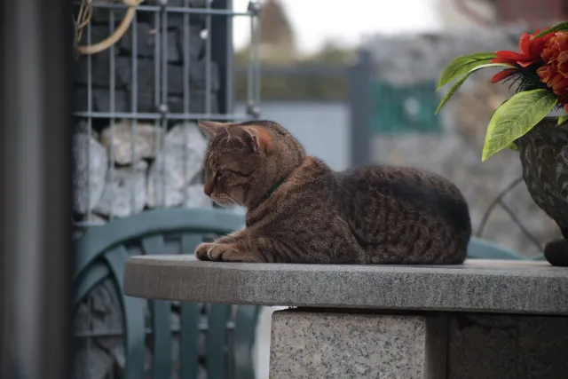 Miranda 75-300mm f4.5-5.6 MC Macro (Olympus OM) - 00005422.webp