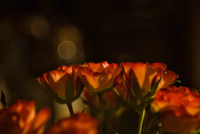 Minolta MC Rokkor-PF 55mm f1.7 (Minolta MCMD) - 00000006.webp