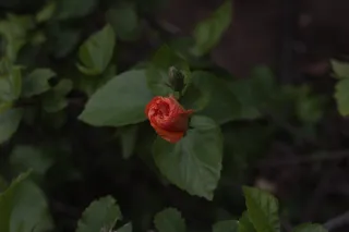 Minolta MC Rokkor-PF 55mm f1.7 (Minolta MCMD) - 00002884.webp