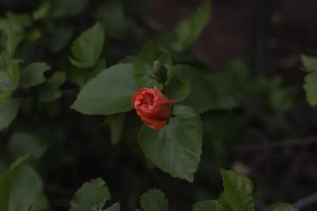 Minolta MC Rokkor-PF 55mm f1.7 (Minolta MCMD) - 00002884.webp