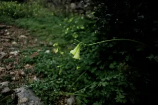 Carl Zeiss Flektogon f4 20mm (m42).md - 00004436.webp