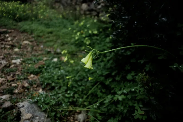 Carl Zeiss Flektogon f4 20mm (m42).md - 00004436.webp