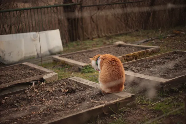 Yashica Lens DSB 55mm f2 (CY) - 00005401.webp