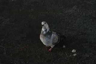 Industar-50-2 50mm f3.5 (M42) - 00002429.webp